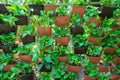 Decorative Pot Plant wall on the house garden. It;s a beautiful plant wall in your verandah Royalty Free Stock Photo