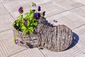 Decorative pots in the form of a shoe with flowers pansies Royalty Free Stock Photo