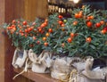 Decorative pots with ornamental coral nightshade (solanum pseudo