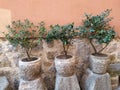 Decorative pots on the street