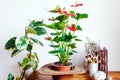 Potted houseplants in stylish Scandinavian interior. Home gardening. Flowering Anthurium plant and ficus. Cozy home decor.