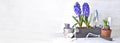 potted hyacinth in box with garden equipment in panoramic view