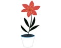 Decorative potted plant. Houseplant with red flower, black leaves in white pot. Floral decoration Royalty Free Stock Photo