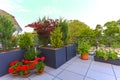 Decorative potted plants growing on a patio