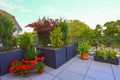 Decorative potted plants growing on a patio