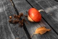 Decorative pumpkin and a dried sprig of hops Humulus for design on the theme of autumn, harvest