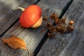 Decorative pumpkin and a dried sprig of hops Humulus on an old wooden table for design on the theme of autumn, harvest