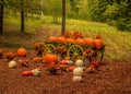 Decorative pumpkin farm display in autumn