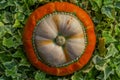 Decorative pumpkin on ivy leaves background.