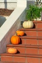 Decorative pumpkins or autumn squash on the front porch of a red brick staircase with white stucco handrail in suburbs Royalty Free Stock Photo