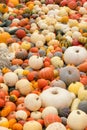 Decorative pumpkins gathered at one place