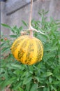 Decorative pumpkins, Halloween decor. Harvest and garden decoration.Kakai pumpkin has a very unusual coloring