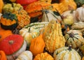 Decorative Pumpkins for halloween for sale at the greengrocer sh