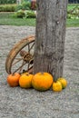 Decorative pumpkins with old rusty tracktor wheel at wooden post