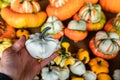 Decorative pumpkins with strange shapes