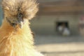 Decorative purebred crested chicken looks directly at the camera. Head of a funny red shaggy chicken close-up.