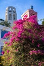 Decorative purple Bougainvillea bush at Telegraph Hill base, Coit Tower on the background, San Francisco, California Royalty Free Stock Photo