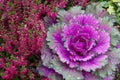 Decorative purple cabbage. blooms very beautifully in autumn and adorns flower beds. Brassica oleracea var. acephala