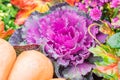 Decorative purple cabbage or kale and pumpkin. Street and garden decoration for autumn holidays