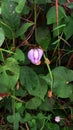 Decorative purple flower peas in the garden with green flowers all around Royalty Free Stock Photo