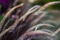 Decorative Purple Fountain Grass. Pennisetum Setaceum Rubrum. Natural background Royalty Free Stock Photo
