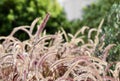 Decorative Purple Fountain Grass. Pennisetum Setaceum Rubrum. Natural background Royalty Free Stock Photo