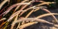 Decorative Purple Fountain Grass. Pennisetum Setaceum Rubrum. Natural background Royalty Free Stock Photo