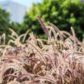 Decorative Purple Fountain Grass. Pennisetum Setaceum Rubrum. Natural background Royalty Free Stock Photo