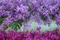 Decorative purple orchid flowers with green fern ornamental and colorful inflorescence pink dendrobium patterns blooming on