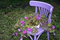 Decorative purple wooden chair equipped with a basket of flowers in the garden on a sunny summer day. Summer flower bed with Royalty Free Stock Photo