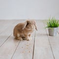 Decorative rabbit with grass in a bucket. Royalty Free Stock Photo