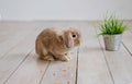 Decorative rabbit with grass in a bucket. Royalty Free Stock Photo