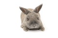Decorative rabbit gray lies and blinks isolated on white background