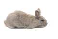 Decorative rabbit gray lies in profile isolated on white background