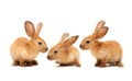 Decorative rabbit Royalty Free Stock Photo