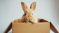 A decorative rabbit peeks out from a cardboard box against an isolated gray background.