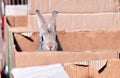 decorative rabbit peeks out of a cardboard box