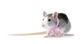 Decorative rat with pink ribbon isolated on white Royalty Free Stock Photo