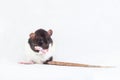 Decorative rat washes a foot closeup. Isolated on a white background Royalty Free Stock Photo