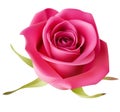 Decorative realistic pink rose isolated on white. Vector illustration