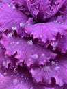 Decorative red cabbage with raindrops Royalty Free Stock Photo