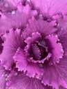 Decorative red cabbage with raindrops Royalty Free Stock Photo