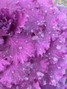 Decorative red cabbage with raindrops Royalty Free Stock Photo