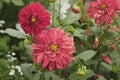 Decorative red Dahlias. Red dahlias in the garden Royalty Free Stock Photo