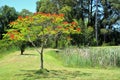 Decorative red flower tree in garden Royalty Free Stock Photo