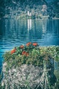 Decorative red flowers, Lake Bled, Slovenia Royalty Free Stock Photo