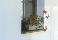 Decorative red flowers in plastic pots stand in a row on the win Royalty Free Stock Photo