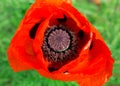 Decorative red poppies. macro.