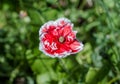 Decorative red poppy with white border on petals Royalty Free Stock Photo