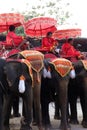 Royal Elephant Rides in Thailand Royalty Free Stock Photo